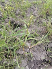 Persicaria tomentosa