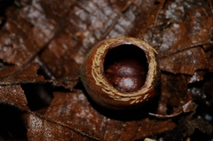 Muscardinus avellanarius