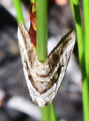 Dichromodes stilbiata