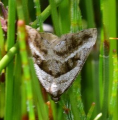Dichromodes stilbiata