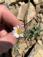 Erigeron trifidus