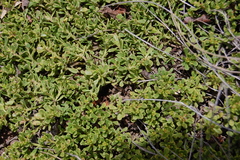 Baccharis magellanica