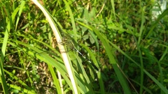 Orthetrum sabina