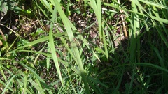 Orthetrum sabina