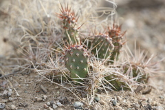 Opuntia × debreczyi