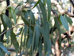 Eucalyptus goniocalyx goniocalyx