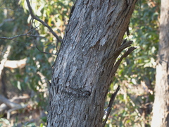 Eucalyptus goniocalyx goniocalyx