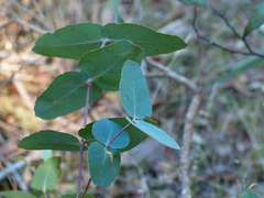 Eucalyptus goniocalyx goniocalyx
