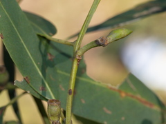 Eucalyptus goniocalyx goniocalyx