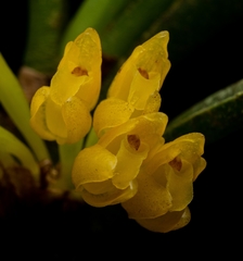 Maxillaria aggregata