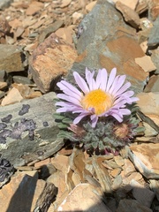 Townsendia condensata