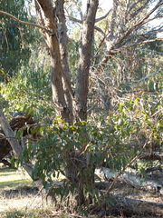 Eucalyptus goniocalyx goniocalyx