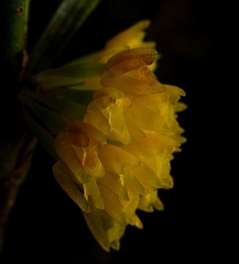 Maxillaria aggregata