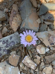 Townsendia condensata