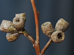 Eucalyptus goniocalyx goniocalyx
