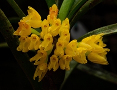 Maxillaria aggregata