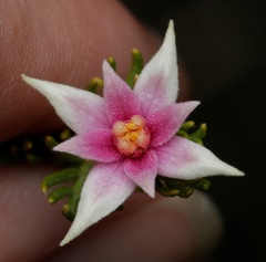 Boronia lanuginosa