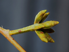 Eucalyptus goniocalyx goniocalyx