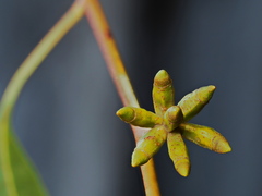 Eucalyptus goniocalyx goniocalyx