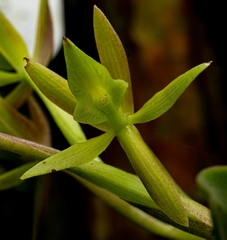 Epidendrum geminiflorum