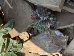 Townsendia condensata