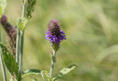 Verbena macdougalii
