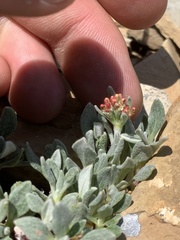 Eriogonum androsaceum