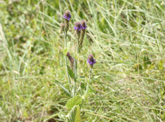 Verbena macdougalii