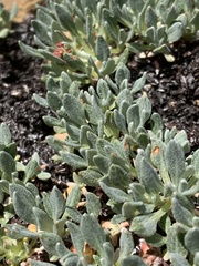 Eriogonum androsaceum