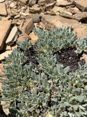 Eriogonum androsaceum