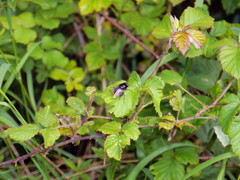Volucella bombylans