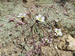 Ivesia santolinoides