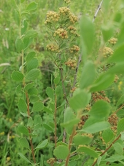 Spiraea crenata