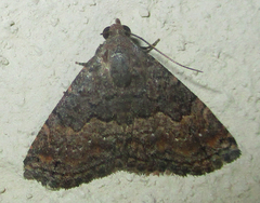 Eublemma nigrivitta