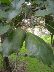 Quercus laeta