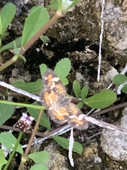 Phyciodes phaon