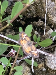 Phyciodes phaon