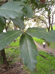 Quercus laeta