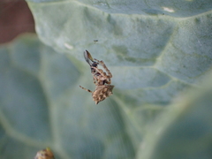 Acanthepeira venusta