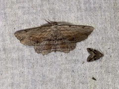 Lytrosis unitaria