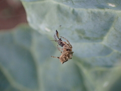 Acanthepeira venusta