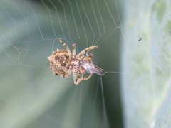 Acanthepeira venusta