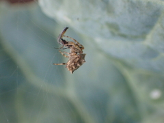 Acanthepeira venusta