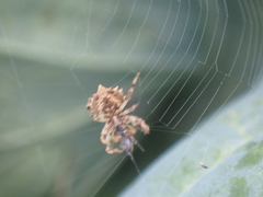 Acanthepeira venusta
