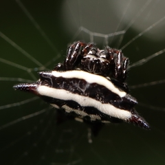 Gasteracantha doriae