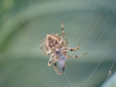Acanthepeira venusta