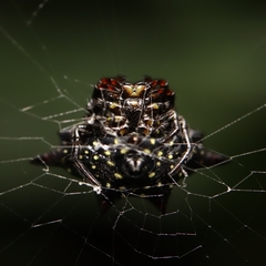 Gasteracantha doriae