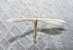 Hellinsia homodactylus