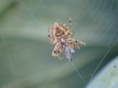 Acanthepeira venusta