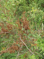 Spiraea hypericifolia